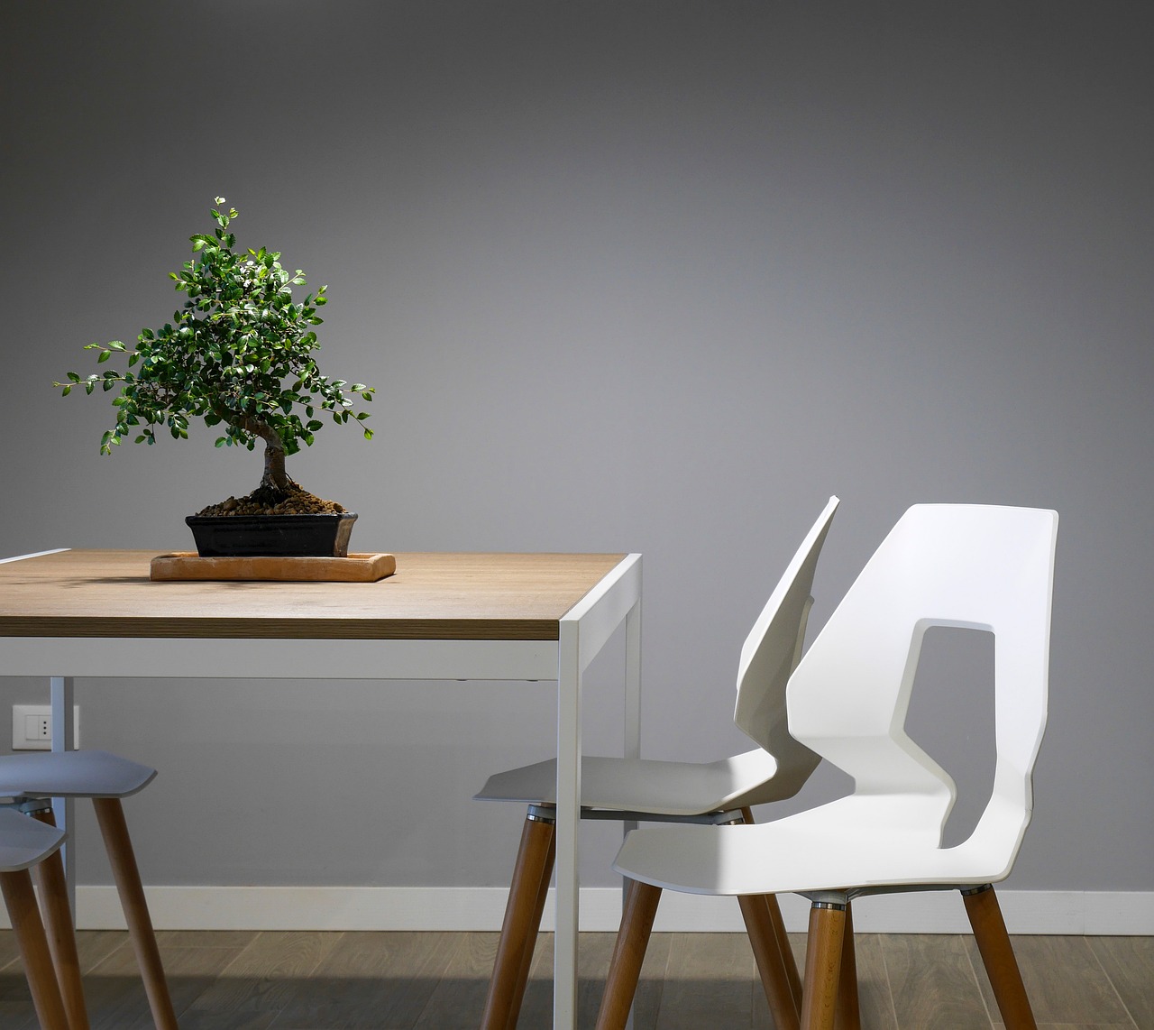 Best Plants for Indoor and Outdoor Gardens